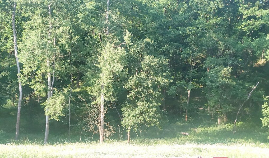 Prodej lesa 11 767 m², Chorušice – náhled fotky 10
