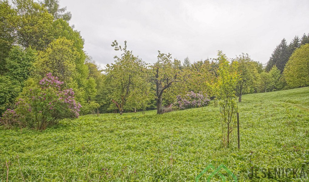 Prodej louky 2 772 m², Branná – náhled fotky 6