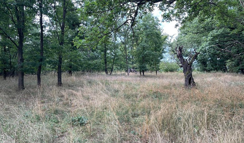 Prodej pole 26 115 m², Pozdeň – náhled fotky 5