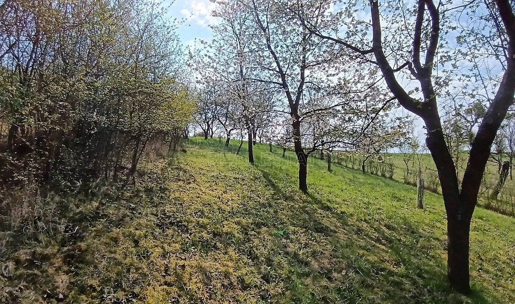 Prodej zahrady 1 872 m², Soběchleby – náhled fotky 22