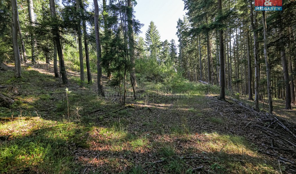 Prodej lesa 15 707 m², Petrovice u Sušice – náhled fotky 9
