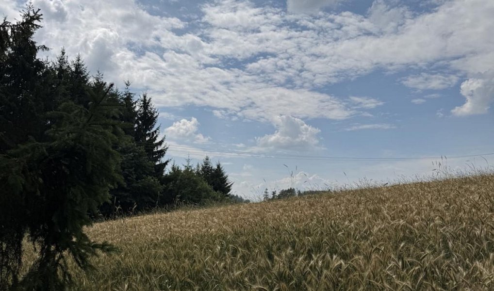 Prodej pole 8 401 m², Jedlí – náhled fotky 5