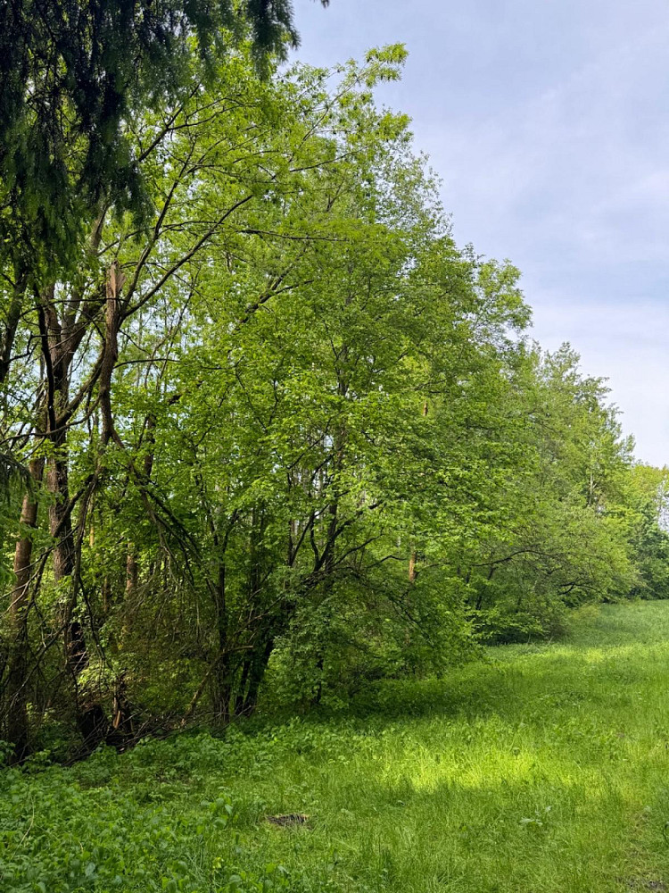 Prodej pozemku 19 364 m² – fotografie 2