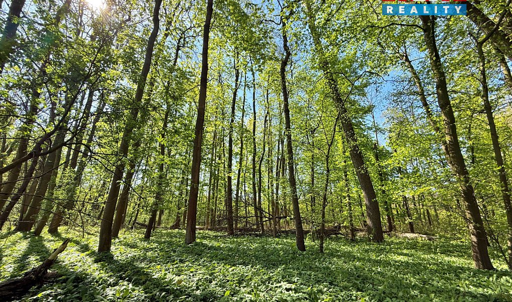 Prodej lesa 70 048 m², Přerov nad Labem – náhled fotky 6