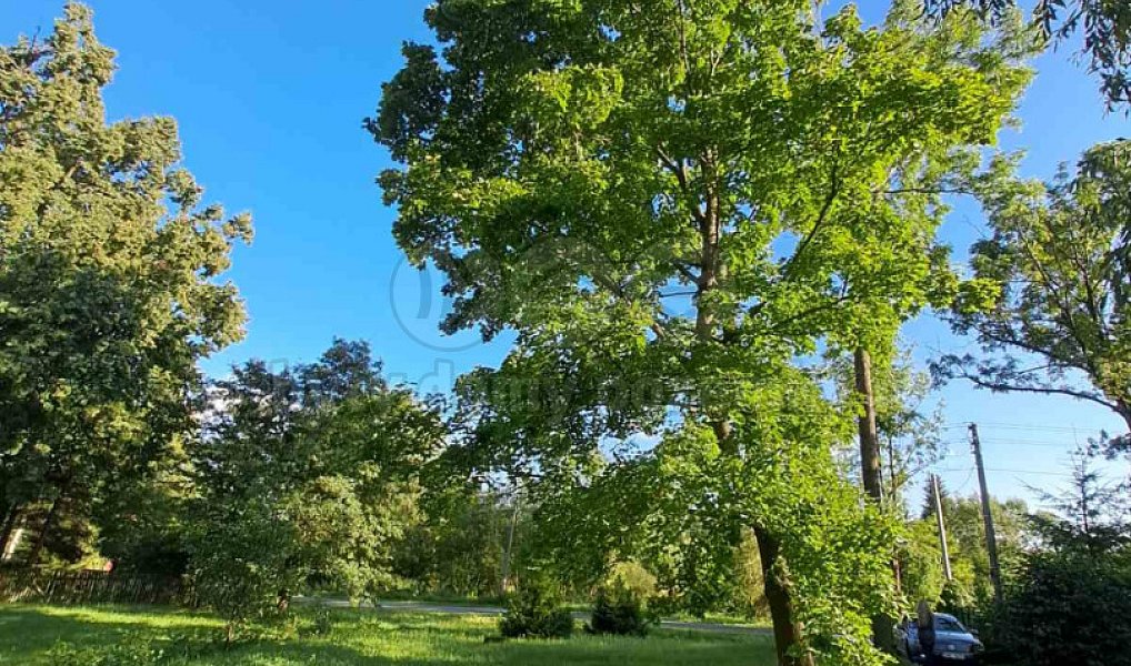 Prodej zahrady 719 m², Město Albrechtice – náhled fotky 13