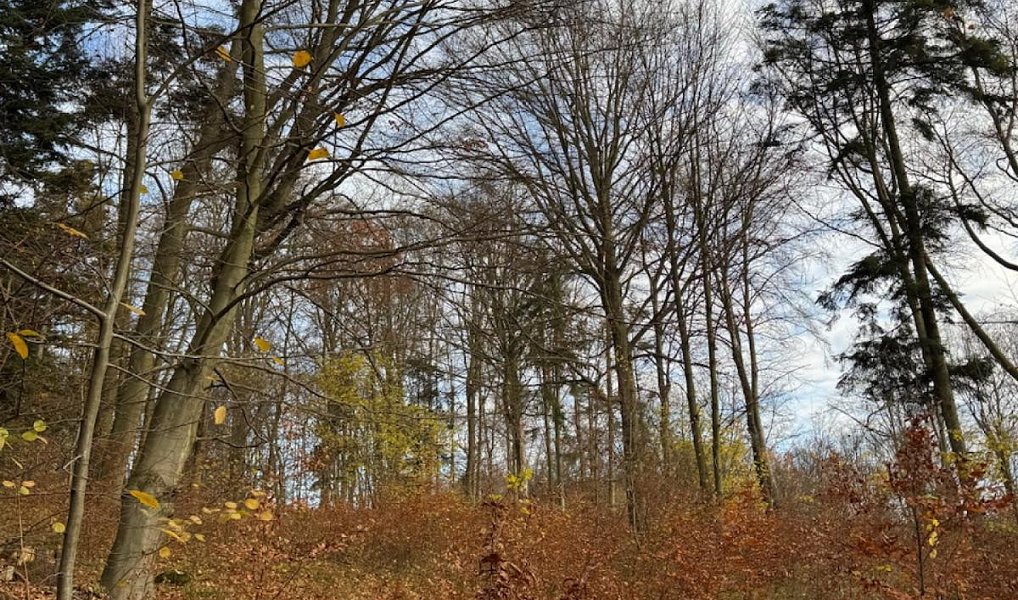 Prodej lesa 9 585 m², Dzbel – náhled fotky 7