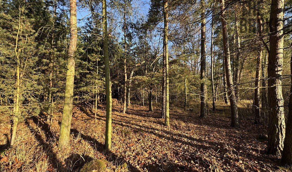 Prodej lesa 8 225 m², Pardubice – náhled fotky 2