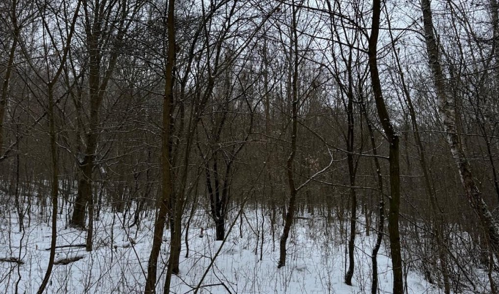 Prodej lesa 2 714 m², Holubice – náhled fotky 5