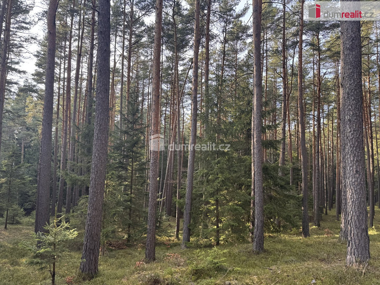 Prodej lesa 4 147 m² – fotografie 2
