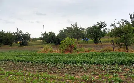 Prodej pole 935 m², Bílovice-Lutotín - Bílovice, okres Prostějov