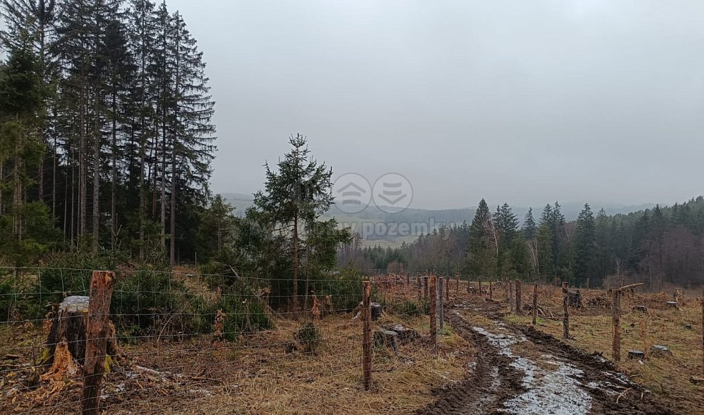 Prodej lesa 37 567 m², Vacovice – náhled fotky 7