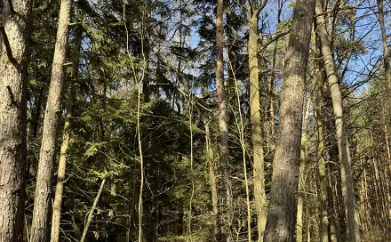 Prodej lesa 3 491 m², Vlastiboř - Nýřany
