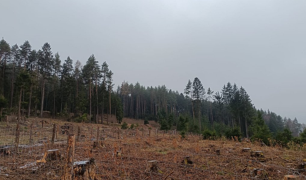 Prodej lesa 37 567 m², Vacovice – náhled fotky 8