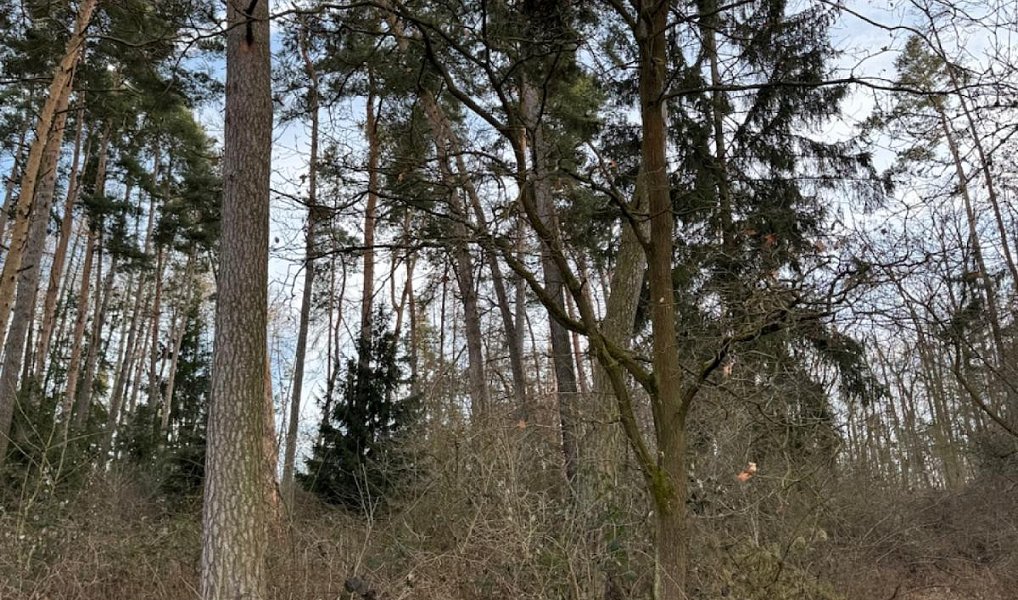Prodej lesa 8 497 m², Dolany – náhled fotky 9