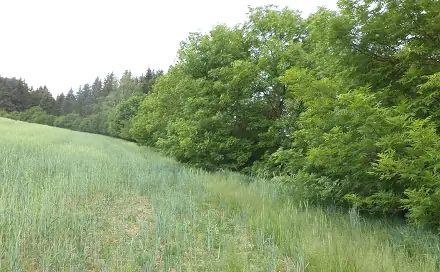 Prodej stavebního pozemku 1 135 m², Pohledy - Horní Hynčina, okres Svitavy