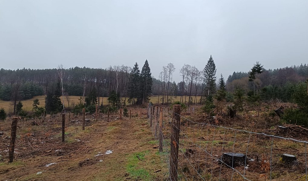 Prodej lesa 37 567 m², Vacovice – náhled fotky 6
