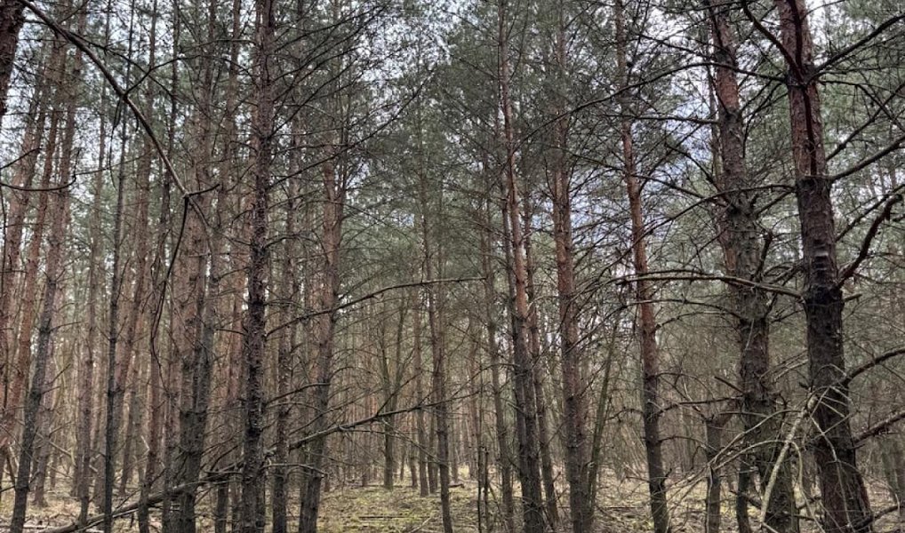Prodej lesa 76 710 m², Račice – náhled fotky 5