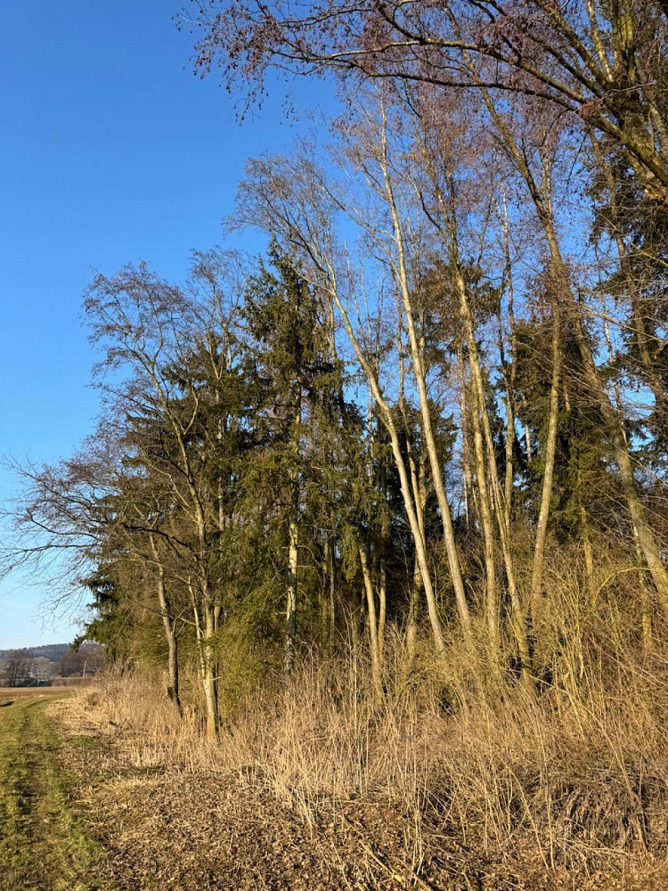 Prodej lesa 8 466 m² – pohled 5
