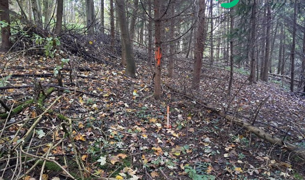Prodej lesa 15 096 m², Ženklava – náhled fotky 16