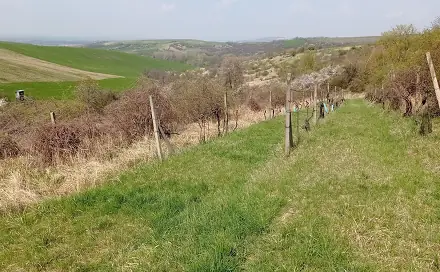 Ostatní