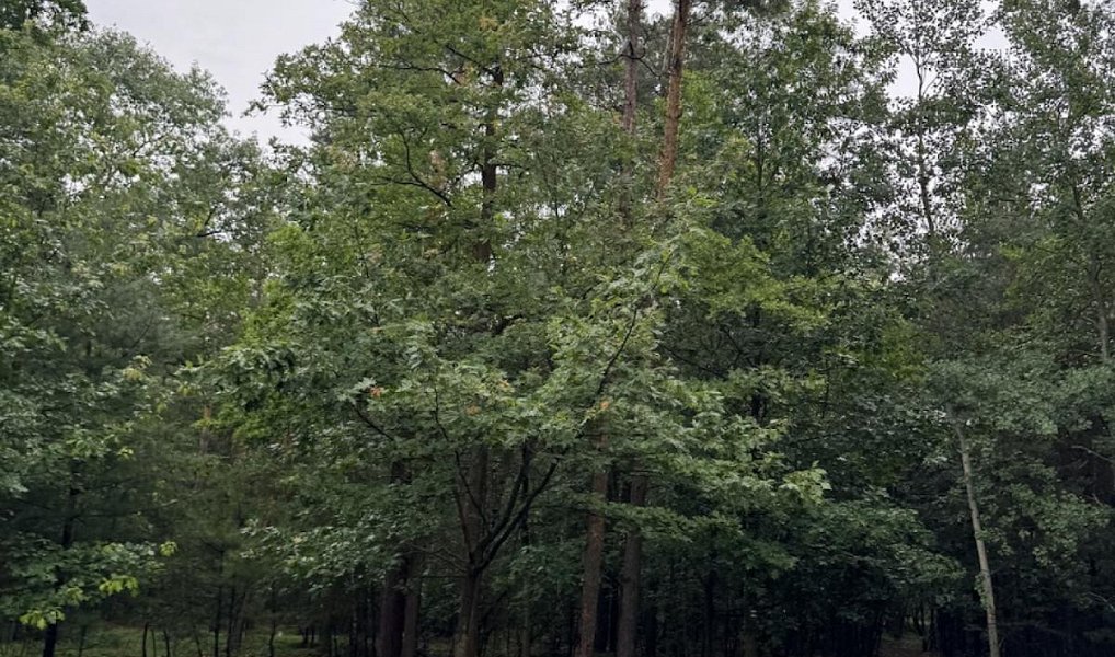 Prodej lesa 10 225 m², Dobříč – náhled fotky 3