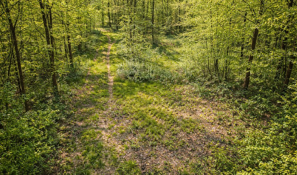 Prodej lesa 14 554 m², Křelovice – náhled fotky 3