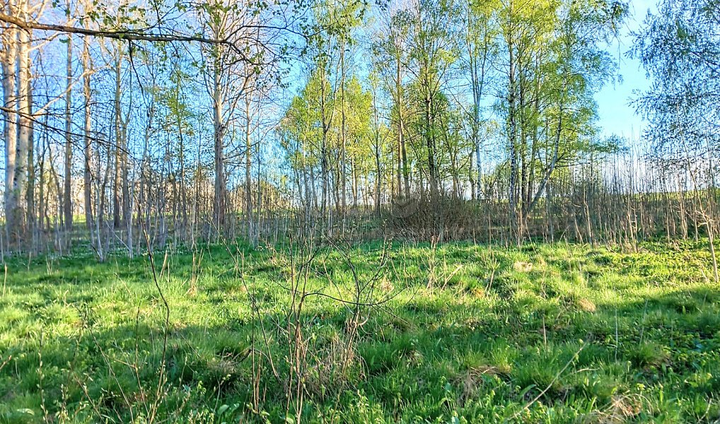 Prodej stavebního pozemku 2 966 m², Stará Voda – náhled fotky 4