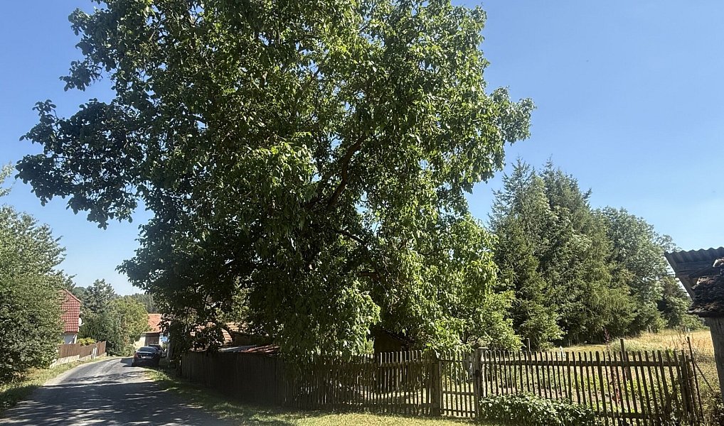 Prodej domu 200 m² s pozemkem 721 m², Mladý Smolivec – náhled fotky 5