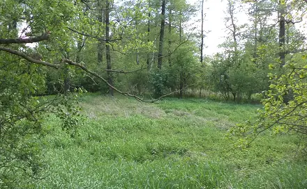 Dražba louky 1 844 m², Dětmarovice