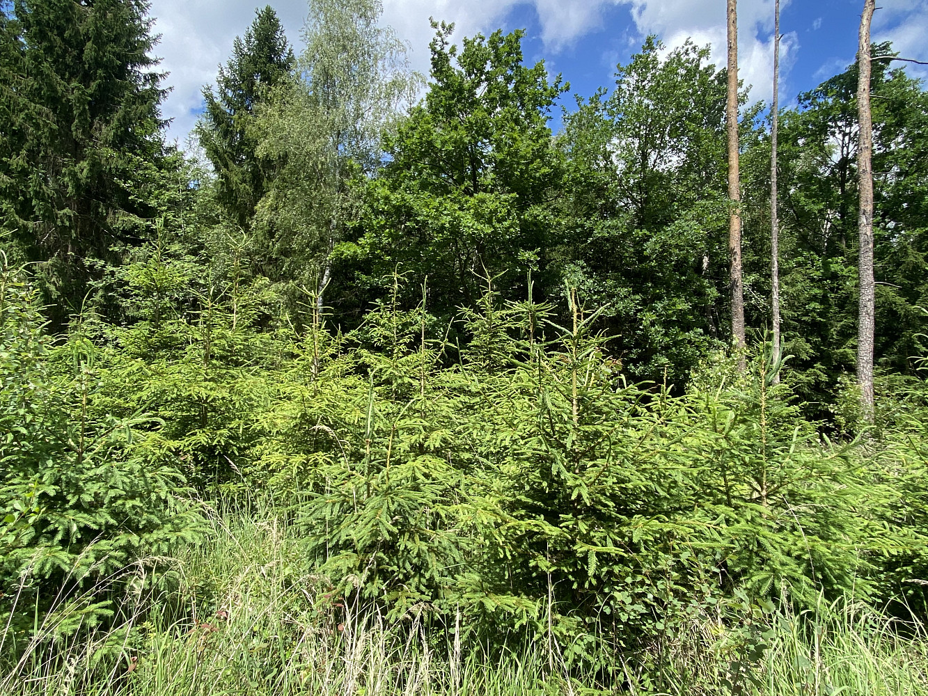 Prodej lesa 1 272 m² — photo 2