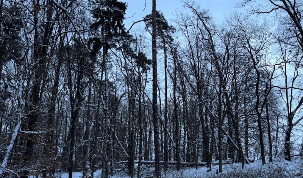 Prodej lesa 59 634 m², Dobšín – náhled fotky 11