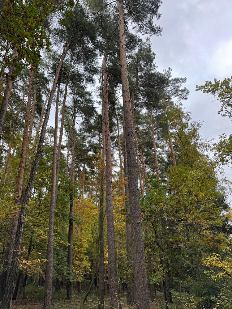 Prodej lesa 1 818 m² – pohled 3