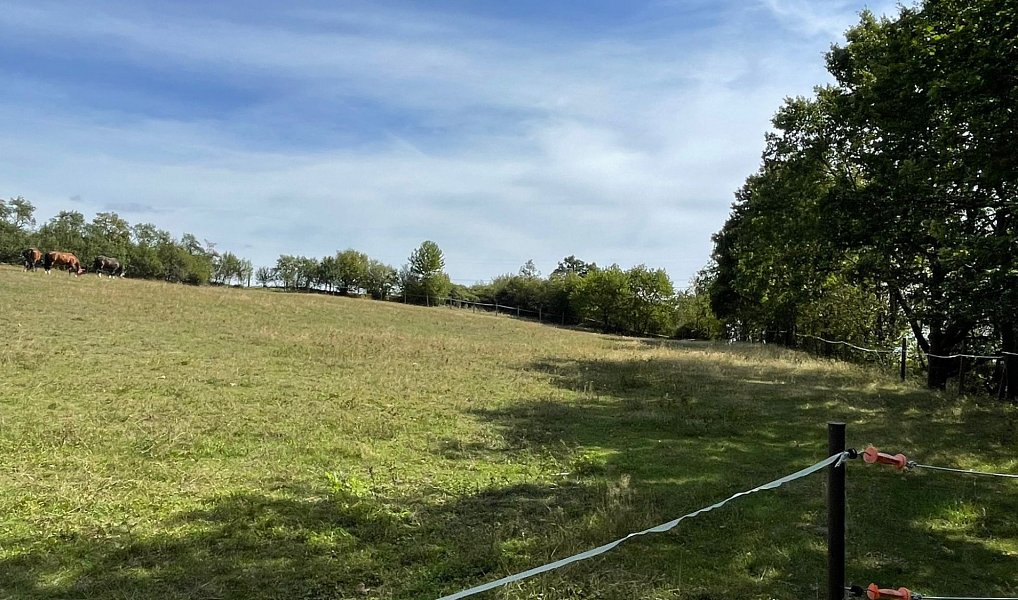 Prodej louky 6 229 m², Bojanovice – náhled fotky 15