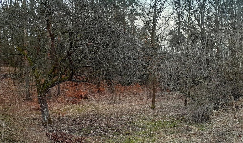 Prodej zahrady 1 453 m², Provodín – náhled fotky 2
