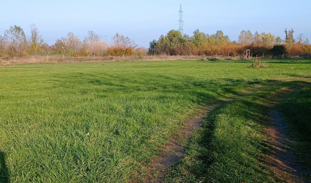Prodej louky 5 838 m², Bulhary – náhled fotky 7