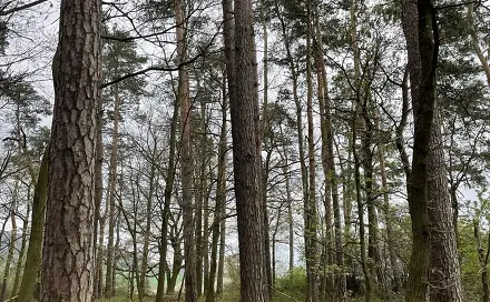 Prodej lesa 3 845 m², Hradiště - Blatnice