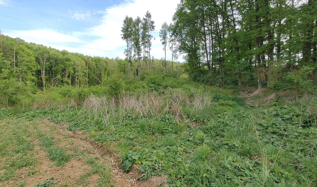 Prodej lesa 17 681 m², Číměř – náhled fotky 4