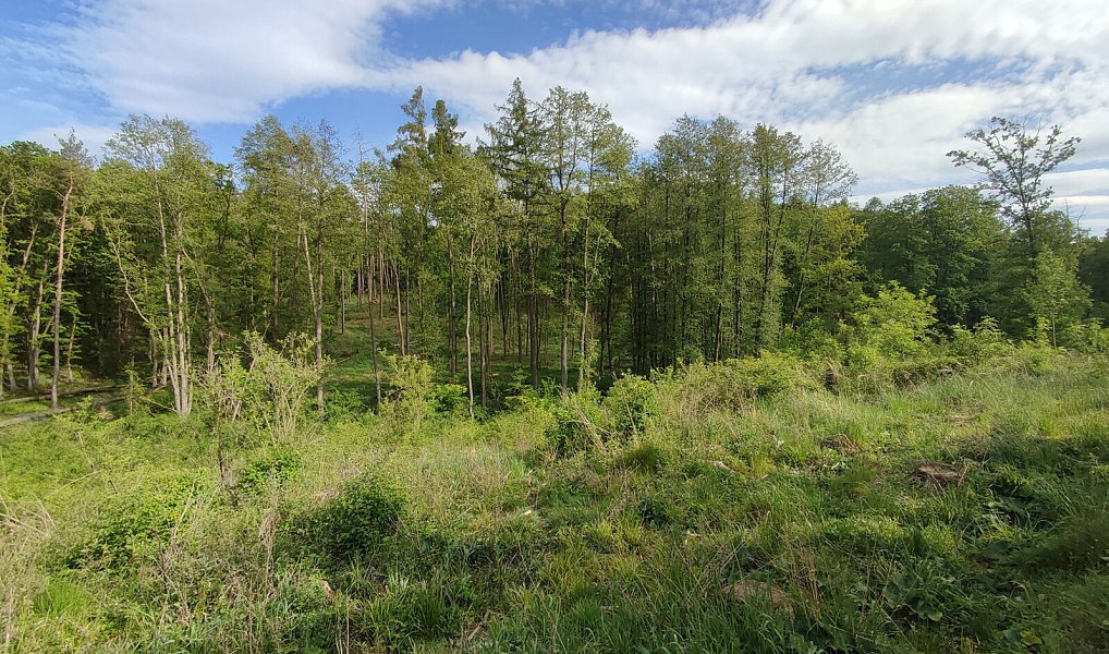 Prodej lesa 17 681 m², Číměř – náhled fotky 8