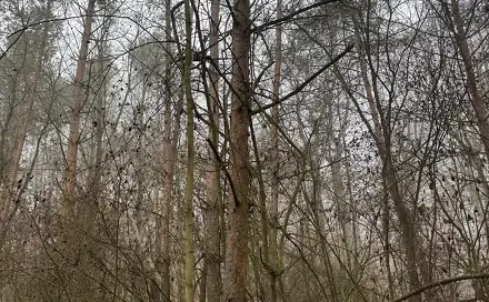 Prodej lesa 3 854 m², Chotiněves - Buč