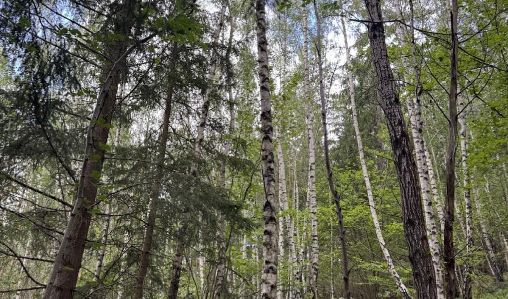 Prodej lesa 6 930 m², Drnovice – náhled fotky 4