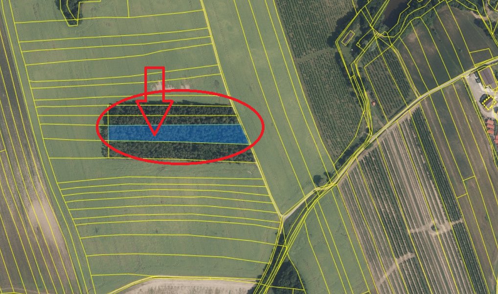 Prodej lesa 4 203 m², Kojice – náhled fotky 6