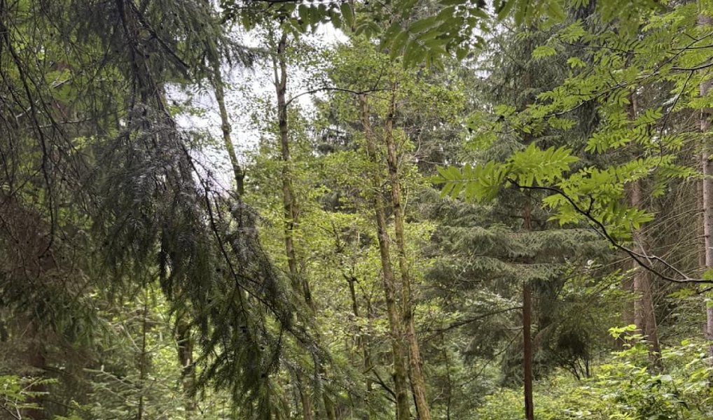 Prodej lesa 12 954 m², Všelibice – náhled fotky 2