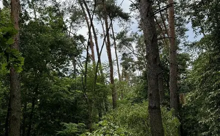 Prodej lesa 4 203 m², Kojice - Dolní Bělá