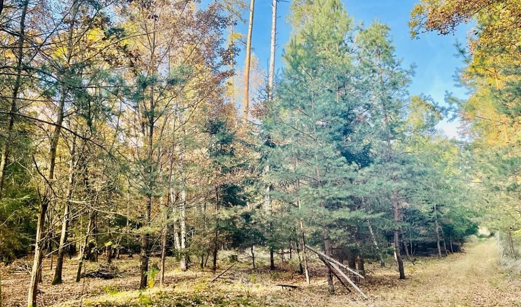 Prodej lesa 1 919 m², Pištín – náhled fotky 4
