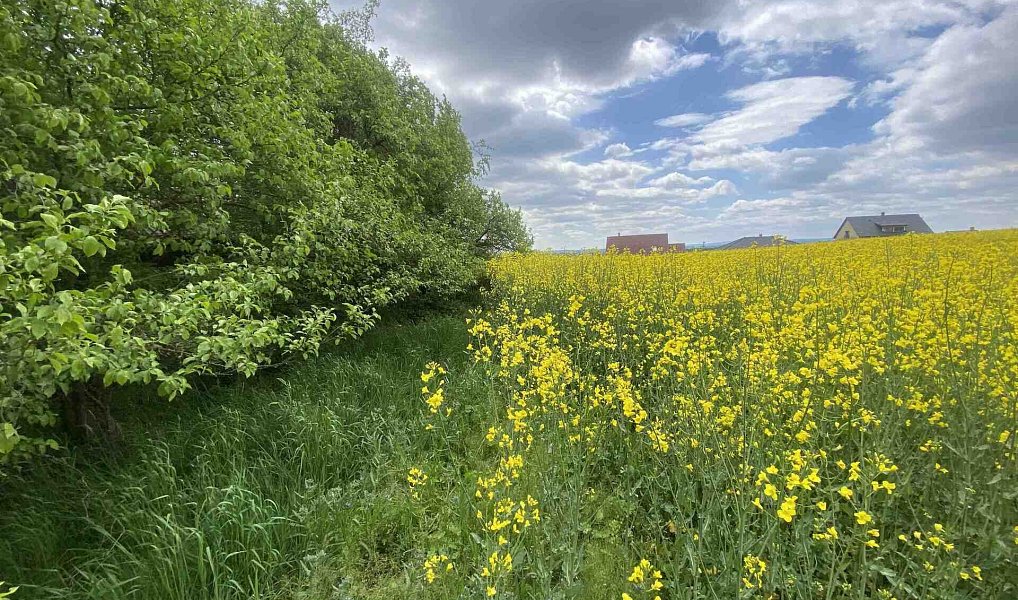 Prodej pozemku 1 750 m², Řendějov – náhled fotky 5