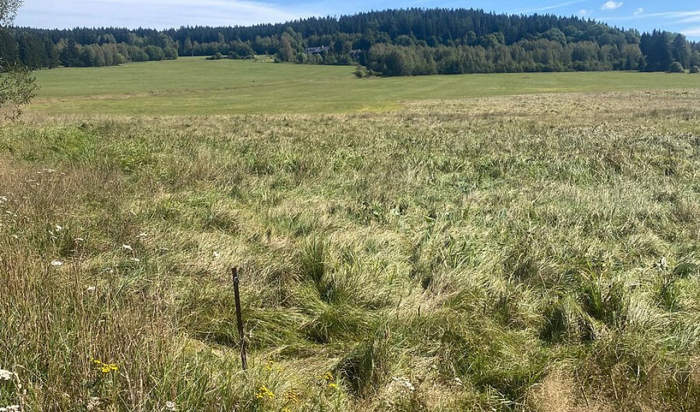 Prodej lesa 29 205 m², Borová Lada – náhled fotky 9