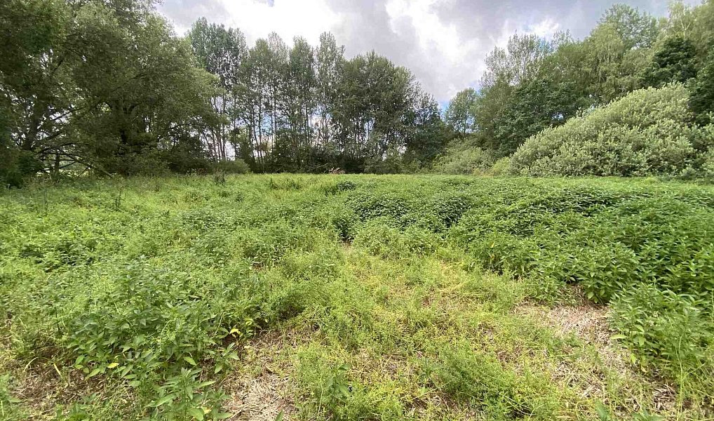 Prodej louky 6 751 m², Nové Hrady – náhled fotky 3
