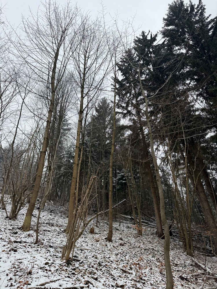 Prodej lesa 7 449 m² – fotografie 2