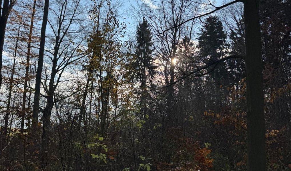 Prodej lesa 9 585 m², Dzbel – náhled fotky 18