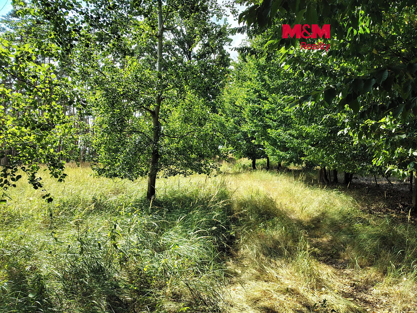 Prodej lesa 5 397 m²